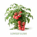 Lovely Lush tomatoes