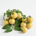Sleeping Lady tomatoes